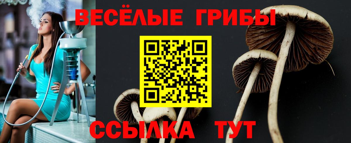 Сочи  Псилоцибиновые грибы Cubensis  Вход с VPN 